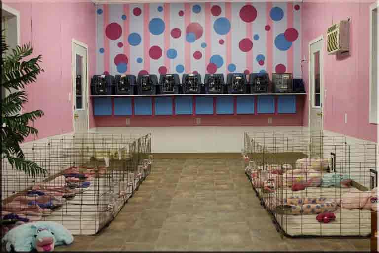 French Bulldog Grooming and Care Room - Professional Puppy Care Facility